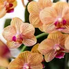 Kolibri Orchids – oranžová orchidej Phalaenopsis – Bolzano Náhled obrázku produktu 5
