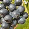 Winorośl Muscat Bleu 2L Podgląd zdjęcia produktu 7