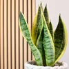 Bogenhanf - Sansevieria trifasciata Superba - Höhe ca. 30 Produktbild-Vorschau 3