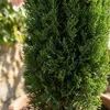 Cupressus Gartenpflanze, 100 cm hoch, 18 cm Produktbild-Vorschau 3