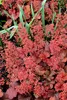 Stauden Gänge 3 x Heuchera Hybride 'Cherry Cola' im 1 Liter Produktbild-Vorschau 5