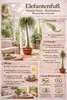 Elefantenfuß 160–200 cm (Beaucarnea recurvata) – Produktbild-Vorschau 2