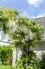 Wisteria floribunda Alba - bílý modrý déšť Náhled obrázku produktu 6
