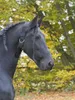 Cinghia da collo Kerbl per cavalli larga 5 cm Anteprima dell’immagine prodotto 3