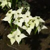 Japonský hloh 'Milky Way' - Cornus kousa 'Milky Way' | Náhled obrázku produktu 1