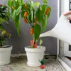 Relaxdays Hliněné kužely pro zavlažování, sada 4 ks, každý Náhled obrázku produktu 5