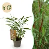 Green boutiQ - Bamboe - Fargesia Asian Wonder - Bladhoudend Voir les images du produit 2