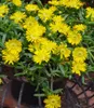 BALDUR Garten 3x Winterharte Eisblume Golden Wonder, Produktbild-Vorschau 2