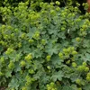 6 x Zwerg Frauenmantel - Alchemilla erythropoda  | Topf 9cm Produktbild-Vorschau 1