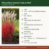 Stauden Gänge 1 x Miscanthus sinensis 'Lady in Red' im 11 x Produktbild-Vorschau 9