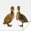 MuchoWow® Poster Zwei Baby-Enten schauen in die Kamera Produktbild-Vorschau 1