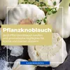 Kiepenkerl Winterpflanzknoblauch Messidrome - weiß Allium Produktbild-Vorschau 5
