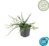 Vřeteno drobnolisté - Euonymus fortunei 'Minimus' - ↕10-25 Náhled obrázku produktu 3