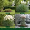 Stauden Gänge 5 x Cortaderia selloana 'White' im 1 Liter Produktbild-Vorschau 5