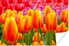 MuchoWow® Poster Orangene Tulpen im Keukenhof in den Produktbild-Vorschau 1