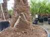 2 Stück im Palmenset Trachycarpus fortunei dicke Stämme 200 Produktbild-Vorschau 2