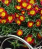 BALDUR Garten 3x Winterharte Eisblume Fire Wonder, Pflanzen Produktbild-Vorschau 2