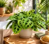 Maranta leuconeura Kerchoveana 30 cm | Korbmarante Produktbild-Vorschau 3