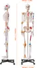 VEVOR Model ludzkiego szkieletu do anatomii, 182 cm Podgląd zdjęcia produktu 8