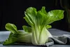 SAFLAX - BIO - Čínska horčicová kapusta - Pak Choi - Náhľad obrázku produktu 6