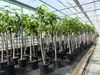Feigenbaum 150-180 cm Obstbaum winterhart kräftiger Stamm, Produktbild-Vorschau 10