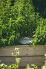 PLASTIA s.r.o. Vermicompositore per aiuole da giardino, Anteprima dell’immagine prodotto 5