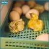 Two newly hatched chicks in a green plastic incubator tray with eggs in the background. Podgląd zdjęcia produktu