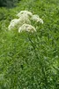 Sambucus nigra 'Laciniata', Schwarzer Holunder, Produktbild-Vorschau 4