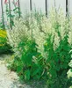 Muskatellersalbei, im Topf - Salvia sclarea Produktbild-Vorschau 11