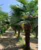 Hanfpalme Trachycarpus Fortunei Stammlänge ca. 130-150 cm Produktbild-Vorschau 1