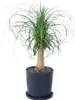 Elefantenfuß - Beaucarnea 'recurvata' - Höhe 60-70cm - Produktbild-Vorschau 6