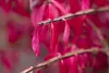 Euonymus alatus, Flügel-Spindelstrauch, 40–60 cm, leuchtend Produktbild-Vorschau 6