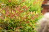 Nandina domestica, Himmelsbambus, 60–80 cm, immergrün Produktbild-Vorschau 10