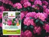 Fruktovit Dünger für Rhododendren, Hortensien und andere Produktbild-Vorschau 5