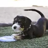 Gioco per cani KONG Puppy Flyer Anteprima dell’immagine prodotto 3