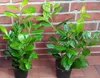 20x Kirschlorbeer Novita 40-50 cm | Prunus laurocerasus Produktbild-Vorschau 3
