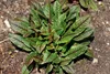 Blut-Ampfer, im 11 cm Topf - Rumex sanguineus Produktbild-Vorschau 10