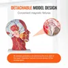 VEVOR Gefäßmodell des Kopfes Menschliche Anatomie Gehirn Produktbild-Vorschau 4