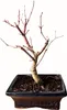 Bonsai - Bonsai baum Japanischer Fächerahorn - Acer (Ahorn) Produktbild-Vorschau 4