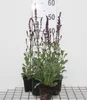 6 x Salvia nem. 'Caradonna' - Mech gwiaździsty - doniczka 9 Podgląd zdjęcia produktu 1