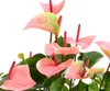 Dehner Große Flamingoblume, Anthurium andreanum, Produktbild-Vorschau 2