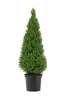 Picea glauca Conica 90–100 cm Zuckerhutfichte – Produktbild-Vorschau 4