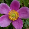 6 x Herbst Anemone  - Anemone hupehensis 'Splendens'  | Produktbild-Vorschau 2