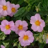 6 x Sonnenröschen  - Helianthemum 'Lawrenson's Pink'  | Produktbild-Vorschau 2
