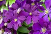 Clematis viticella, Italienische Waldrebe, 60–100 cm, Produktbild-Vorschau 7