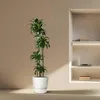 Dracena - Dracaena Dorado 170cm - Ø27cm - roslina Podgląd zdjęcia produktu 4
