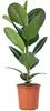 Gummibaum - pflegeleichte Zimmerpflanze, Ficus elastica Produktbild-Vorschau 1