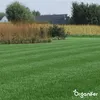 Semeno okrasné trávy – Elegant (15 kg na 750 m2) - Náhled obrázku produktu 6