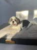 Matelas orthopédique pour chien Dogeste 90x70 cm taille XL Voir les images du produit 8