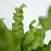 Fougère nid d'oiseau - Asplenium nidus 'Crispy Wave' - Voir les images du produit 4